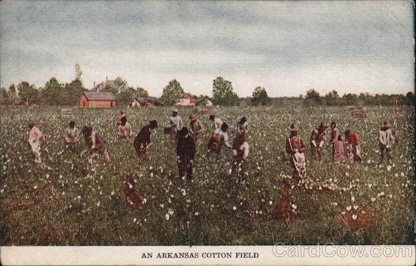 An Arkansas Cotton Field Farming