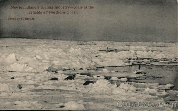 Newfoundland's Sealing Industry NL Canada