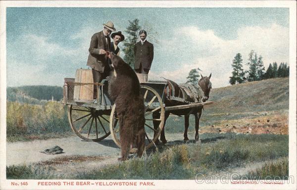 Feeding the Bear - Yellowstone Park Wyoming