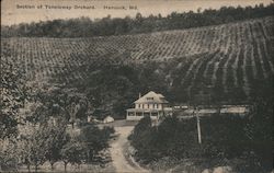 Section of Tonoloway Orchard Postcard