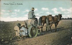 Planting Tobacco in Kentucky Postcard