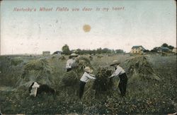 Kentucky's Wheat Fields are Dear to my Heart Postcard Postcard Postcard