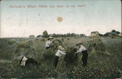 Kentucky's Wheat Fields are Dear to my Heart Postcard