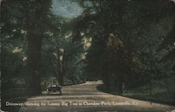 Driveway, Showing the Famous Big Tree in Cherokee Park Louisville, KY Postcard Postcard Postcard