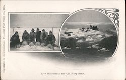 Live Whitecoats and Old Harp Seals Postcard