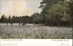 The Border Of the Woods Prince Edward Island Postcard