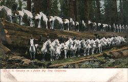 U.S. Cavalry on a Fallen Big Tree Postcard