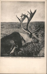 Caribou "Down and Out", the last of a fine specimen Postcard