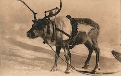 Sled Deer, Carrying U.S. Mail From Teller to Whales Wales, AK Postcard Postcard Postcard