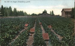 An Oregon Strawberry Patch Postcard