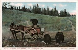 Feeding Wild Bears - Yellowstone Park Wyoming Postcard Postcard Postcard