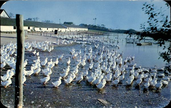 Long Island Duck Farm Aquebogue New York