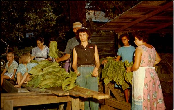 Barning Tobacco In Dixie Farming