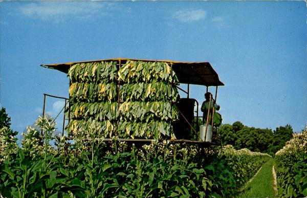 The Modern Method Of Harvesting Tobacco Farming