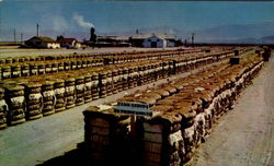 Bales Of California Cotton Postcard