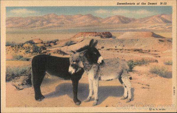 Sweethearts of the Desert Donkeys