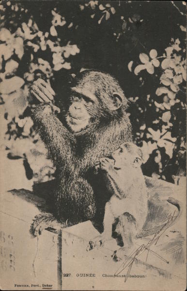 Guinee Chimpanzee baboun Senegal Apes