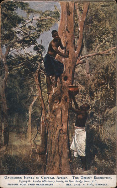 Gathering honey in Central Africa South Africa