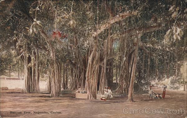 Banyan Tree, negombo, Ceylon Sri Lanka Southeast Asia