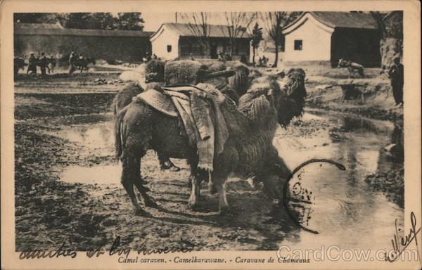 Camel Caraven China Camels