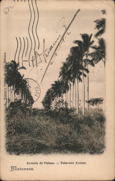 Palm Tree Avenue Havana Cuba