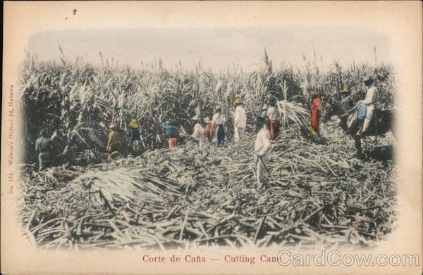 Corte de Cana - Cutting Cane Ivory Coast Africa