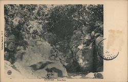 Anjouan - Sous Bois Postcard