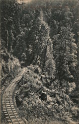Train tracks in a Tasmanian forest Australia Postcard Postcard Postcard