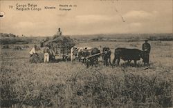 Harvesting Rice Postcard
