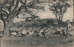 Dromedary - Patrouilie in Rasi Postcard