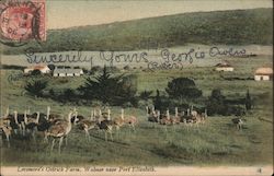 Lovemore's Ostrich Farm, Walmer near Port Elizabeth Postcard