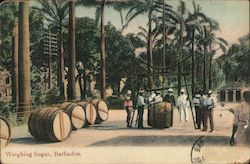 Weighing Sugar Barbados Caribbean Islands Postcard Postcard Postcard