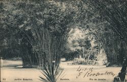 Jardim Botanico , Bambus Rio de Janeiro, Brazil Postcard Postcard Postcard