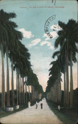 Royal palms avenue near Havana Postcard
