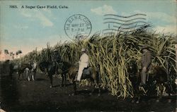 A sugar cane field, cuba Postcard