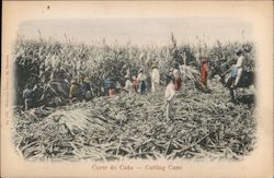 Corte de Cana - Cutting Cane Ivory Coast Postcard Postcard Postcard