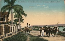 Camino De Las Cuevas - In The Way To Bellamar Caves Postcard