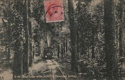 In the Forest, Scene on the Darjeeling Himalayan Railway India Postcard Postcard Postcard