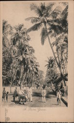 A palm grove Postcard