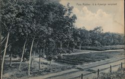 Para Rubber:6 & 4 Jaarige aanplant Postcard