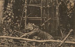 Tyger in de klem Postcard