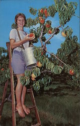 Peach Picking Washington Fruit Postcard Postcard Postcard