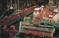 Packing Apples in Central Georgia Postcard