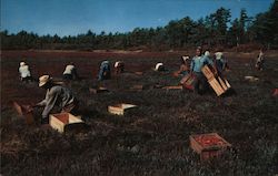 Cranberry Picking Time on Cape Cod Postcard