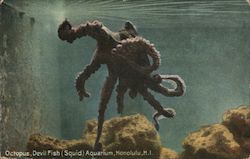 Octopus, Devil Fish (Squid) Aquarium Postcard