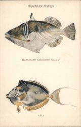 Hawaiian Fishes Postcard