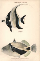Hawaiian Fishes Kihikihi Humuhumu Nukunuku Apua'a Postcard