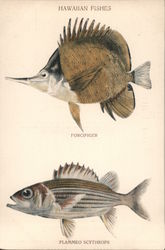 Hawaiian Fishes Postcard