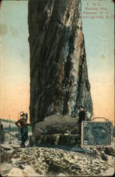 Walking Stick Diameter 13'11" Postcard
