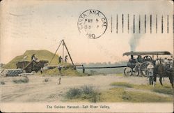 The Golden Harvest, Salt River Valley Postcard